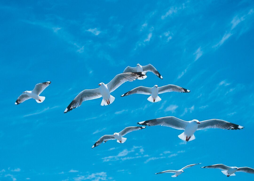 Answer #20: What are seagulls?